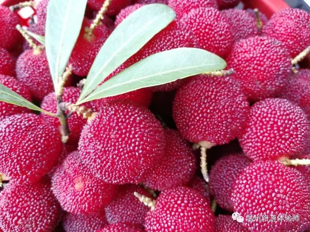 茶山寻幽处全文,茶山美景如仙境