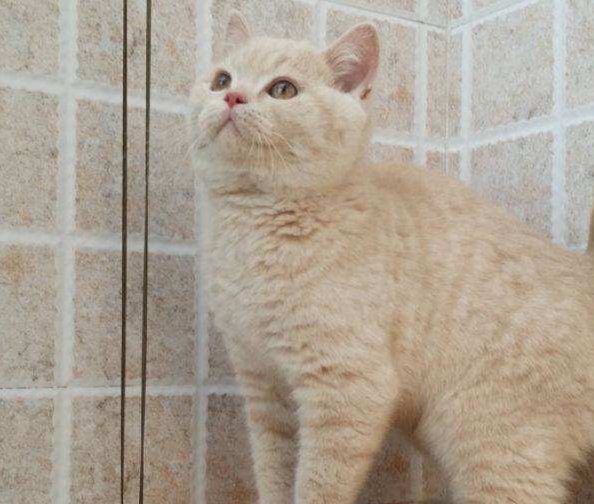 英短蓝猫最近发现毛的颜色发黄,蓝猫和什么颜色英短配出来三花