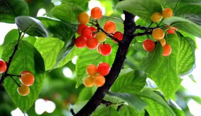 重庆周边摘樱桃,重庆北碚摘樱桃的地方