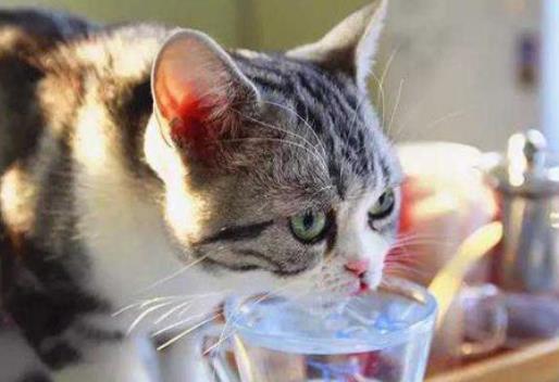 猫咪中暑会尿黄吗,猫咪轻微中暑最好解决方法