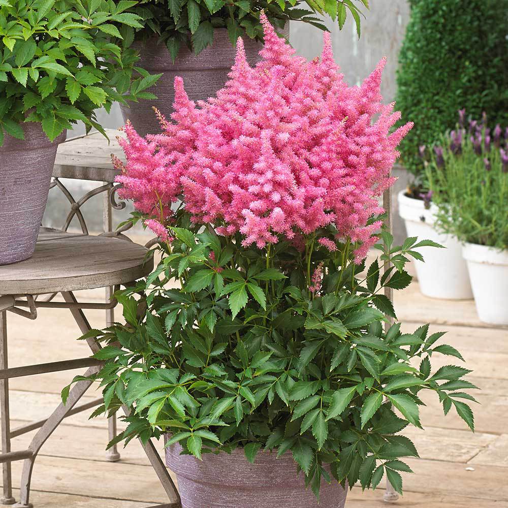 落新妇叶子什么样,落新妇的植物形态