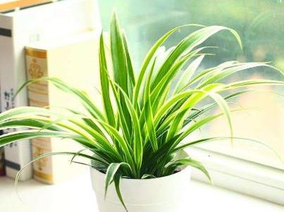 养吊兰的妙招用什么肥料,吊兰如何养才能分枝多