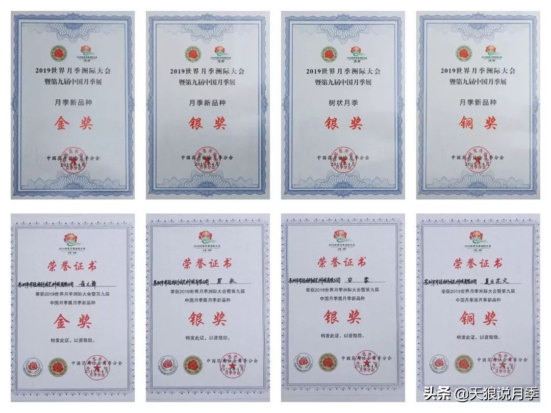 天狼月季起源,天狼月季是做什么的