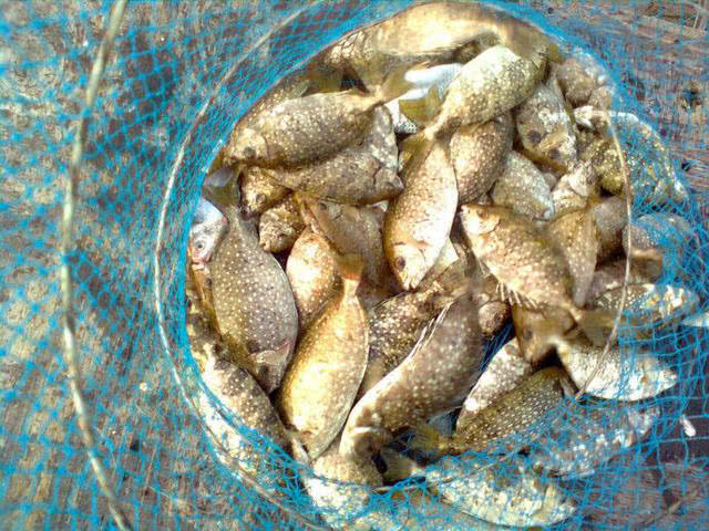 海边一种小不丁点大的泥猛鱼，刺得龇牙咧嘴，腹内有一股特殊的臭