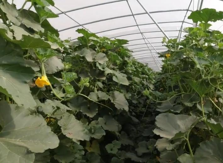 大面积种南瓜如何整枝打杈留瓜,地爬贝贝南瓜双蔓整枝怎么留瓜