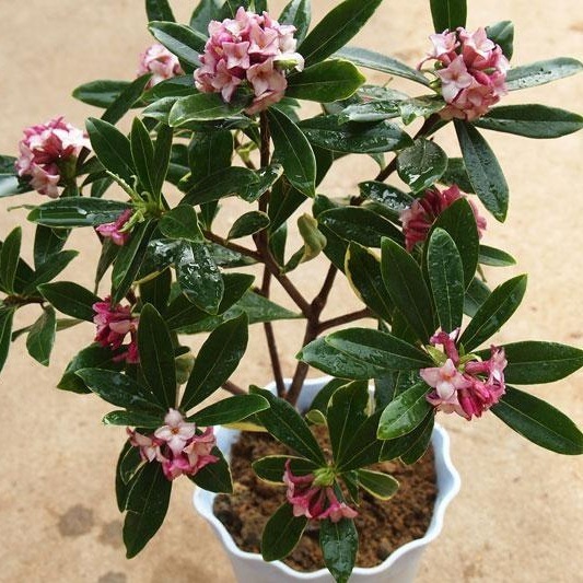 瑞香花与金边瑞香花谁香,好看的金边牡丹花