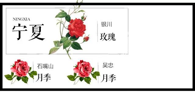 全国各个城市的市花一览表,十大城市的市花