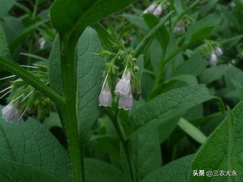 饲料添加什么鸡蛋更黄,饲料多加什么可以增加蛋重