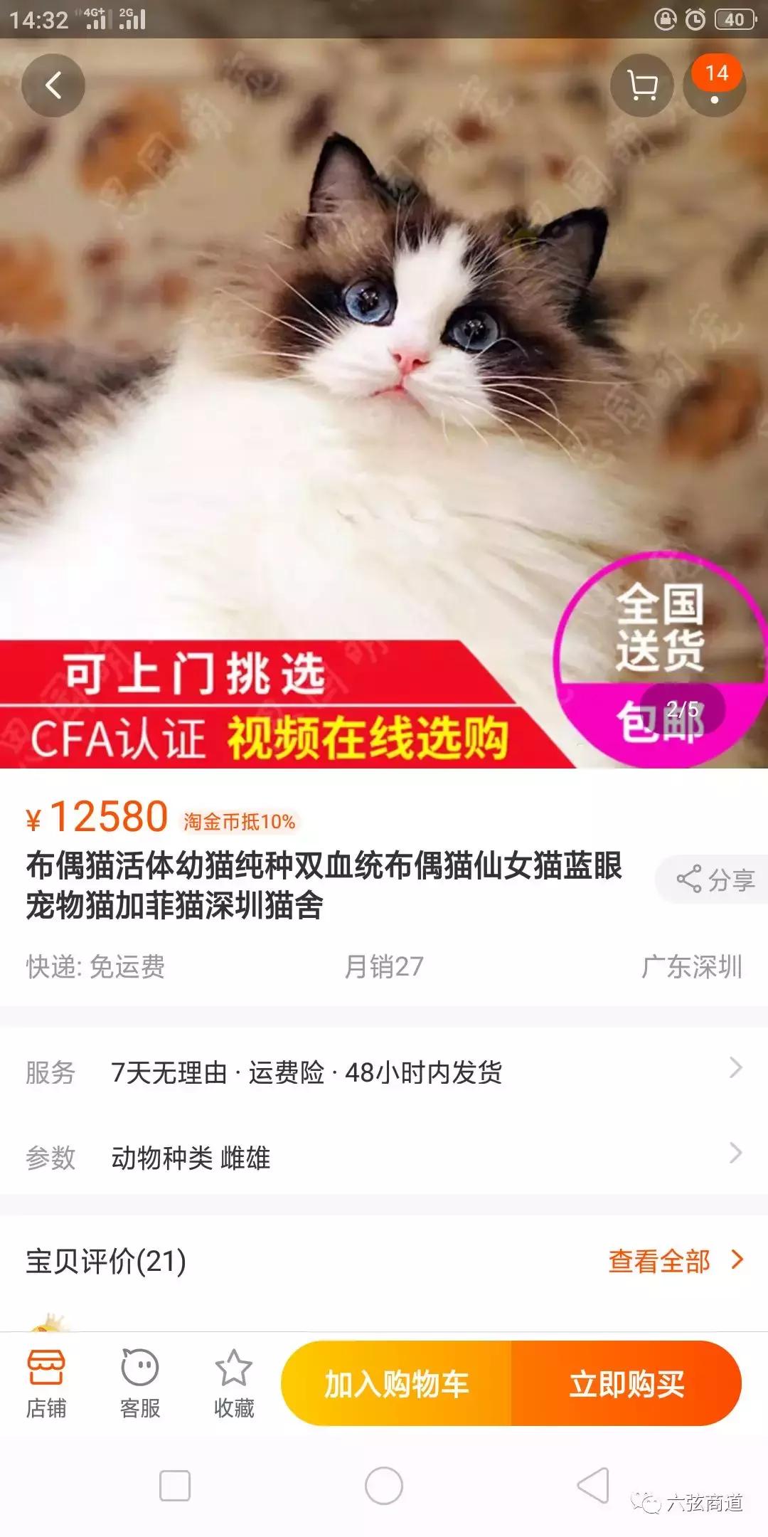 猫咪的火热市场,猫咪市场渠道