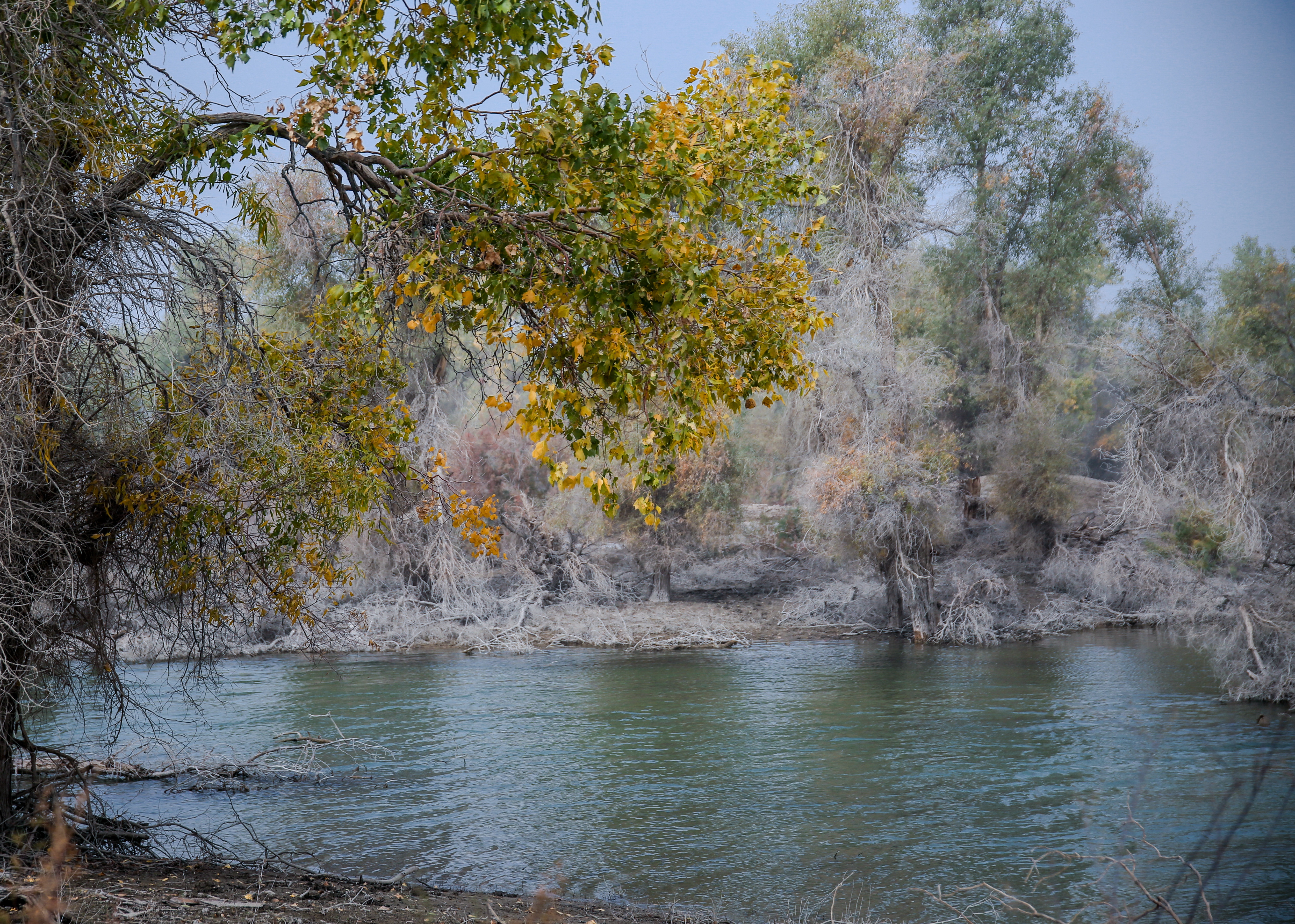 沙雅冬天的胡杨,沙雅胡杨秋天