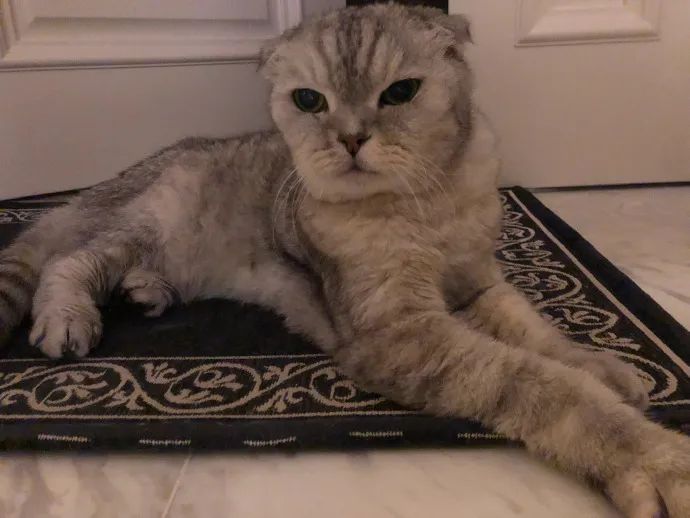 周扬青养的什么狗,周扬青呼吁不养折耳猫