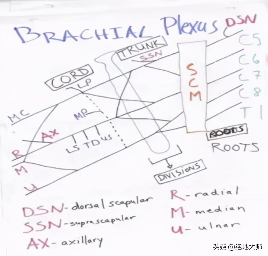 手神经外伤康复视频,治疗手神经损伤的药