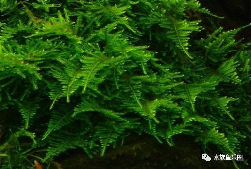 皇冠水草品种大全,亚马逊水草品种