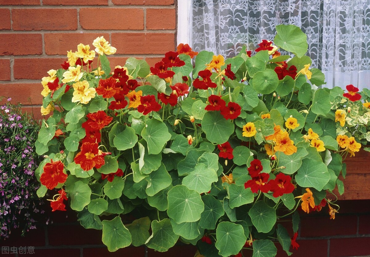郁郁葱葱的多肉植物,适合阳光足的一年四季开花的植物
