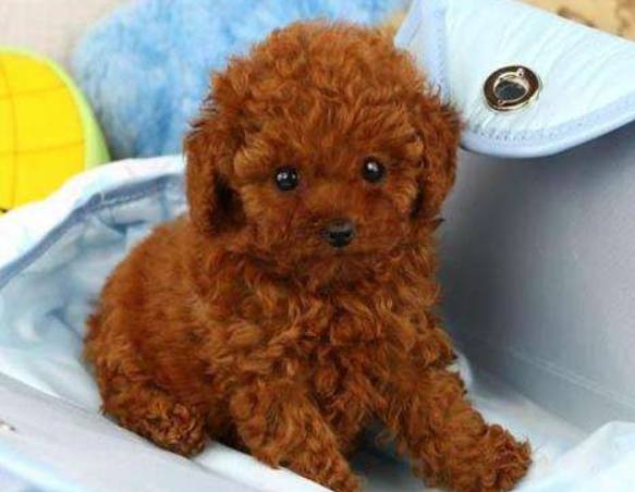 泰迪喂养指南教你如何养好泰迪犬,新手饲养泰迪犬的7个问题