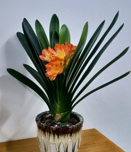 君子兰在什么地方养最合适,君子兰适合在什么地方养