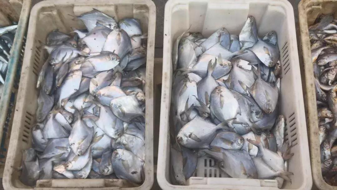 威海海鲜开海期,威海开海海鲜便宜还是贵