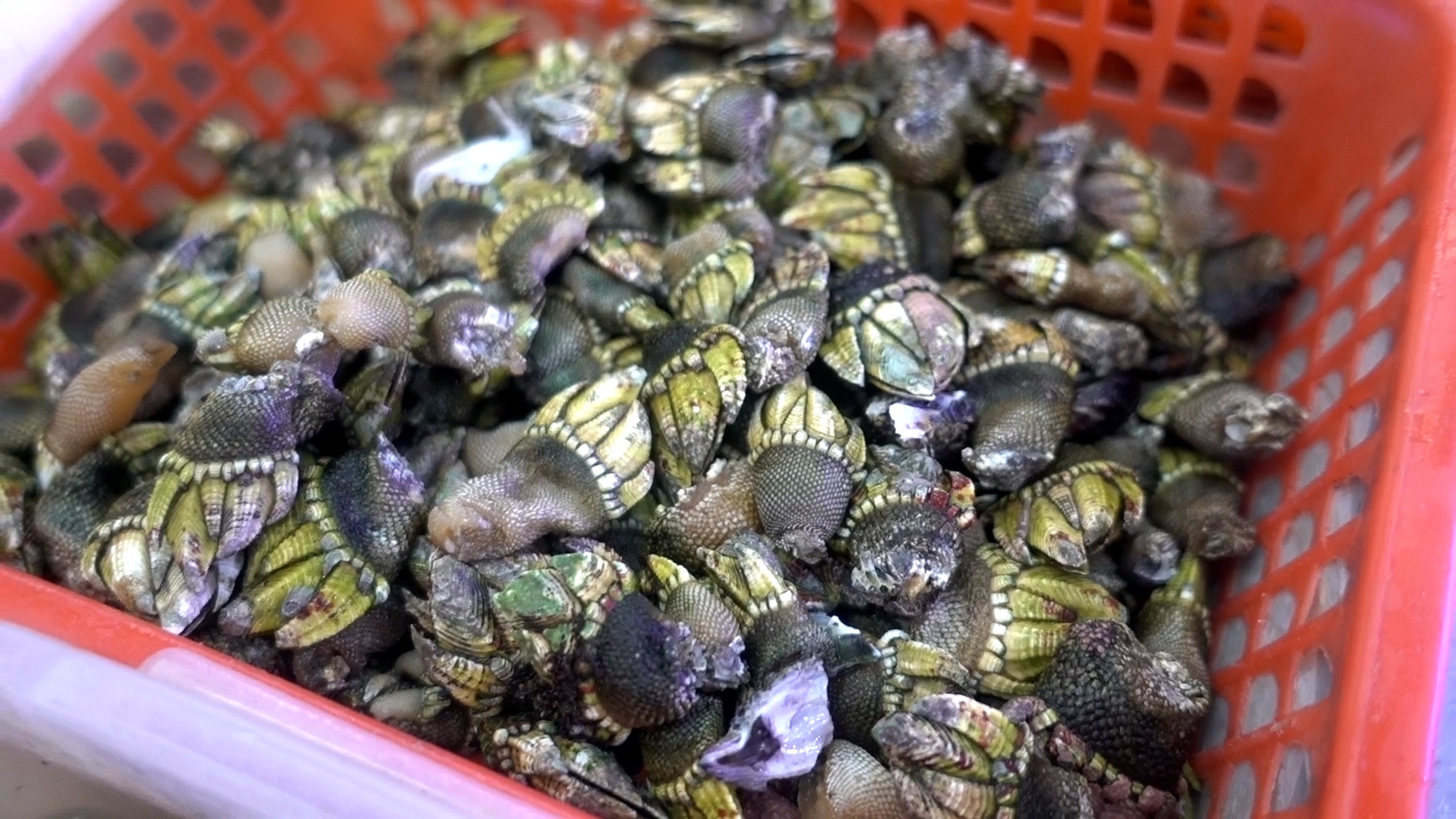 舟山品味海鲜,舟山人评象山海鲜