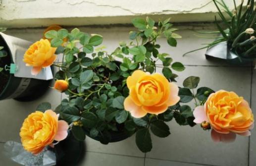 猪骨头熬汤能浇花吗,熬酥的猪骨能当肥料吗