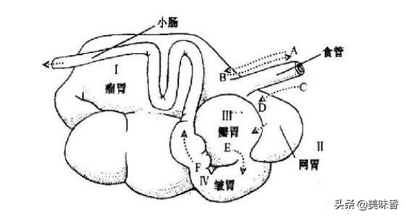 反刍动物需注意什么,预防反刍动物各种疾病