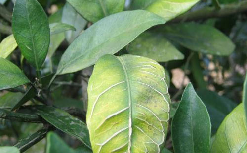 硼肥保花保果么,硼肥是肥料的一种