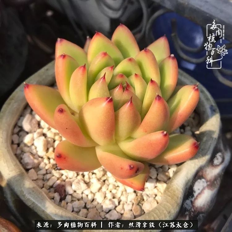 秋叶将落,秋叶即将落下你依然美丽