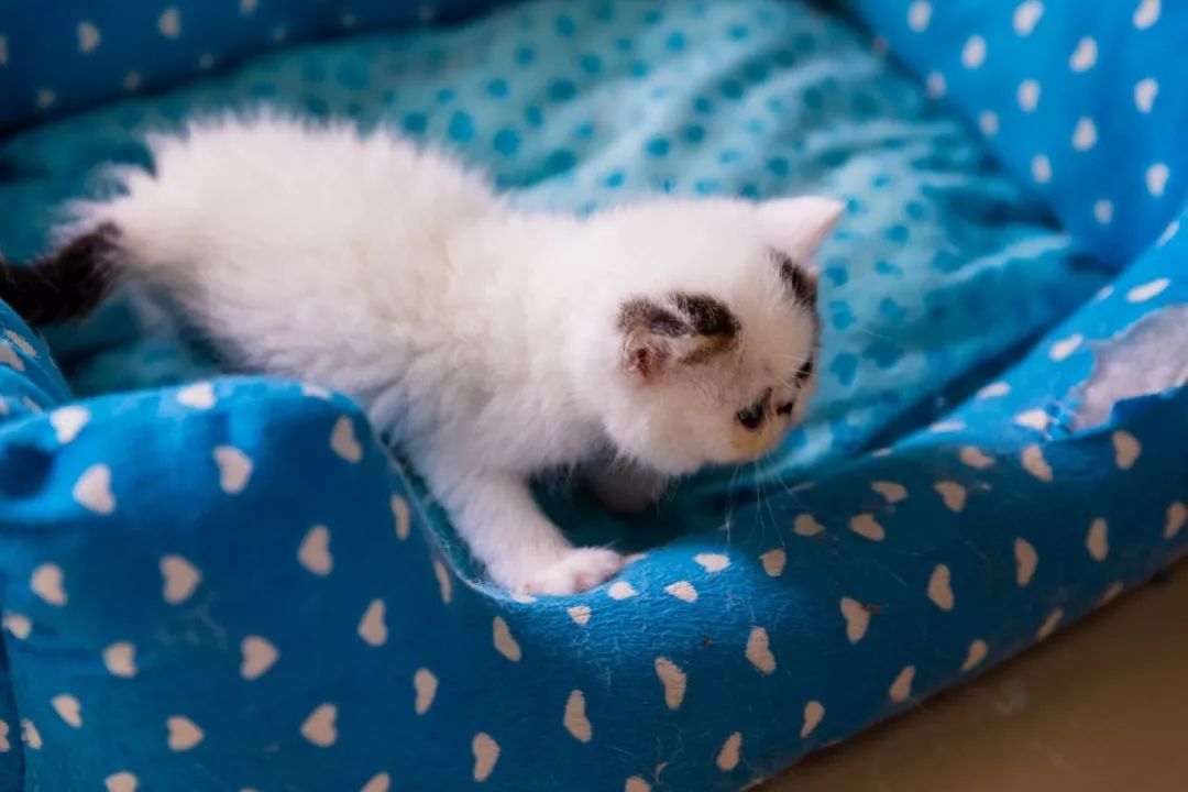 吹爆汕头这家「宠物精灵聚集地」美容、洗剪吹、零食,一应俱全…