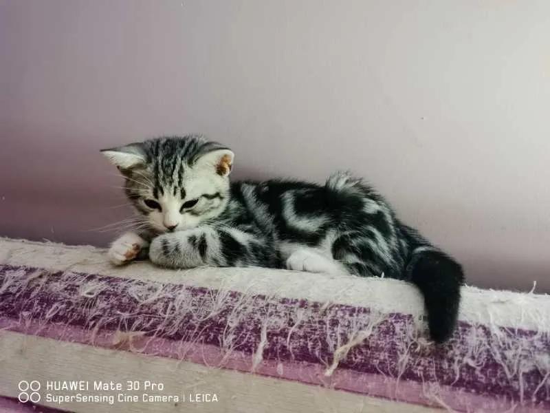 大橘猫和主人被骚扰,橘猫被主人骚扰