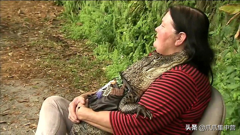 把鳄鱼当宠物养了20年每天400斤,鳄鱼当宠物炫耀