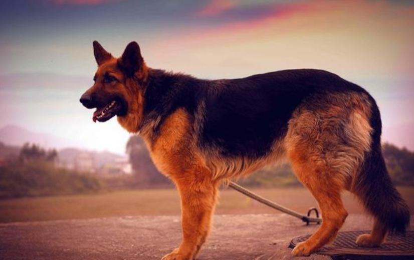 德牧怎么分公母,德牧幼犬补钙的正确方法