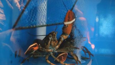 比脸还大的鱼胶,比脸皮厚的花胶