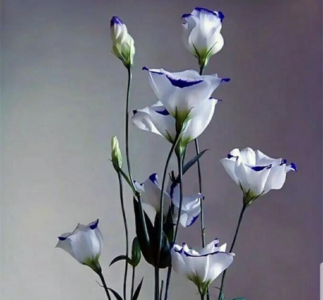 铃儿响叮当双音和弦五线谱,铃儿响叮当三级长笛