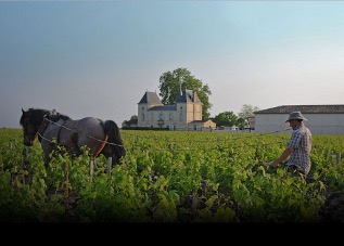 法国国家认证侍酒师|带你认识葡萄酒“甜心美人”：梅洛