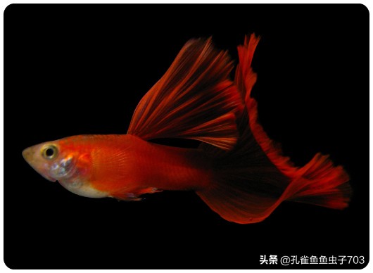 孔雀鱼要怎么买,买孔雀鱼注意哪些事项呢