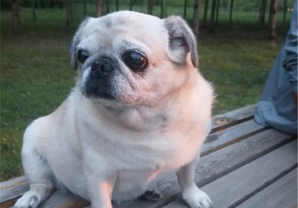 辟谣羊奶比鲜牛奶好,羊奶粉谣言