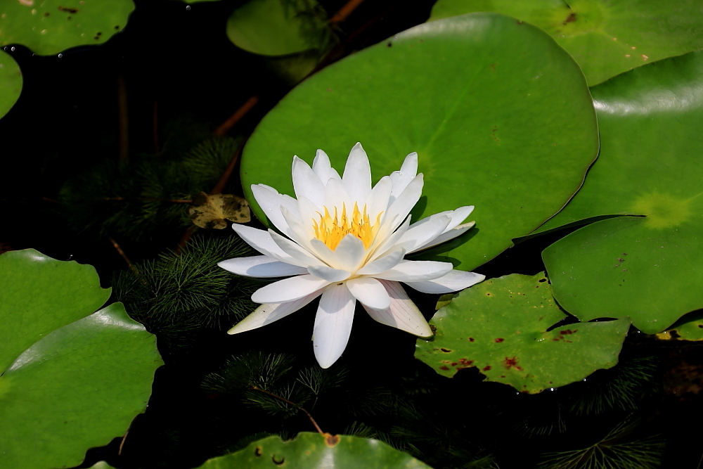 植物园的景；青山吹奏《红河谷》（F调）半音阶口琴演奏第二版