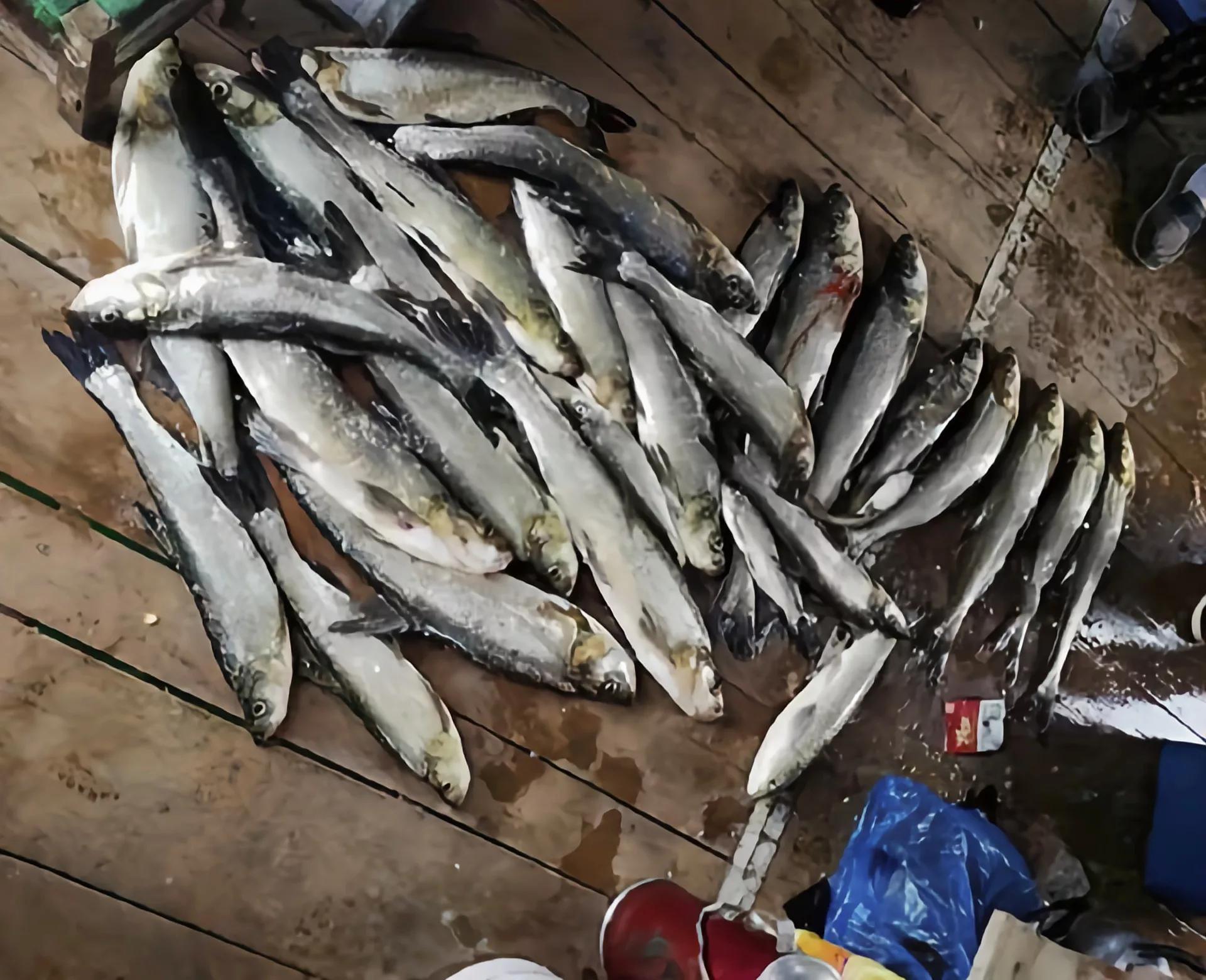 饱受争议的泥鳅钓鱼,为什么不准使用泥鳅钓法