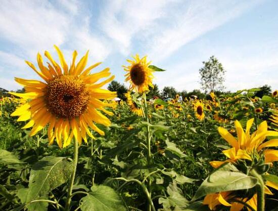 向日葵向太阳生长说明什么,向日葵为什么朝向太阳的原因