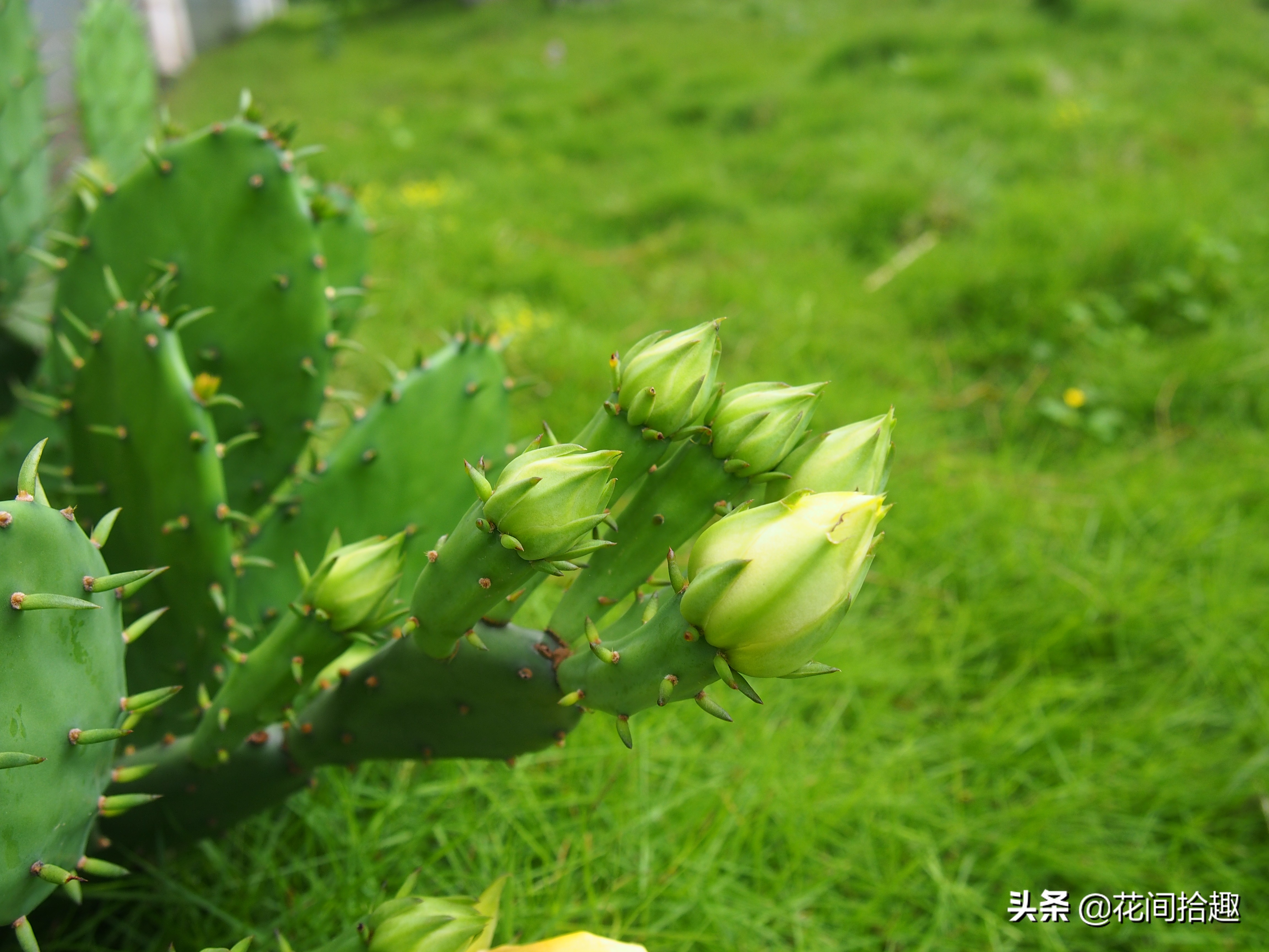 万重山多肉植物仙人掌易养,万重山多肉植物仙人掌