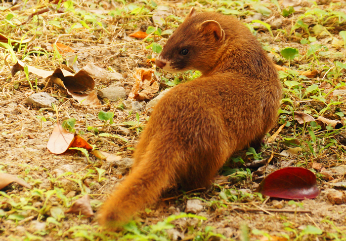 家里跑进来黄鼠狼怎么办,家里有黄鼠狼它自己会走吗