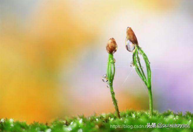 18道dubbo常见面试题附答案,dubbo必会的18个面试题一网打尽