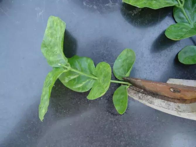 茉莉花长出白根可以扦插吗,茉莉花有白根枯杆还能返青吗