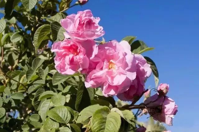 丹泽欧雅,丹泽欧雅富勒烯多肽焕颜面膜