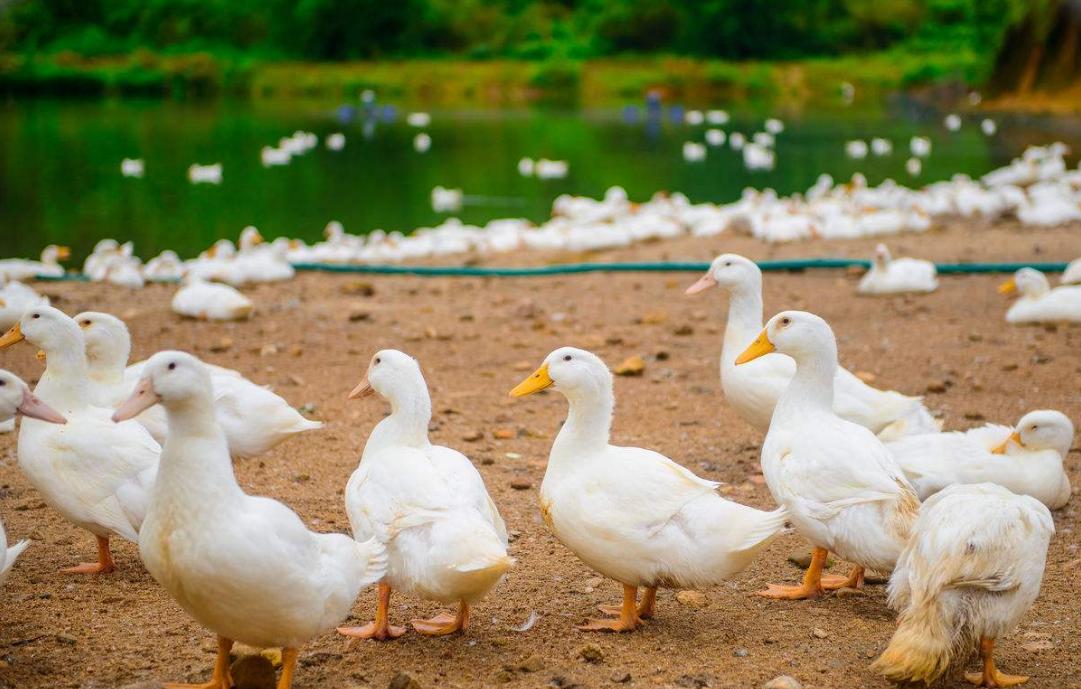 鸭瘫痪最快的恢复方法,鸭瘫痪是什么原因造成的