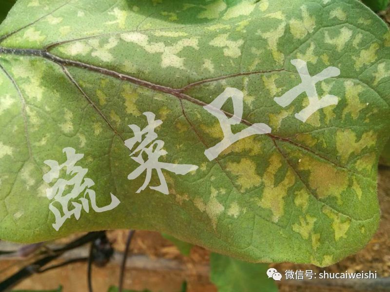 茄子叶片各种病害图解,茄子叶片长灰色霉是什么病