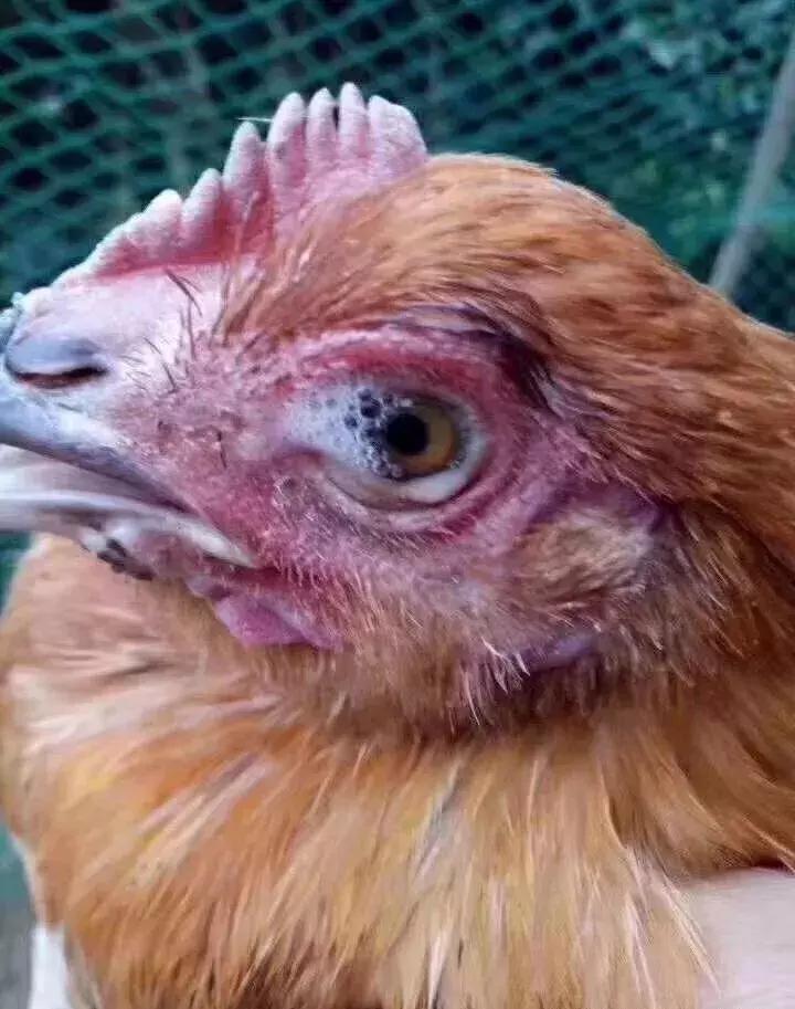 鸡肿眼是什么病用什么药治疗,鸡眼睛肿是什么情况怎么治疗