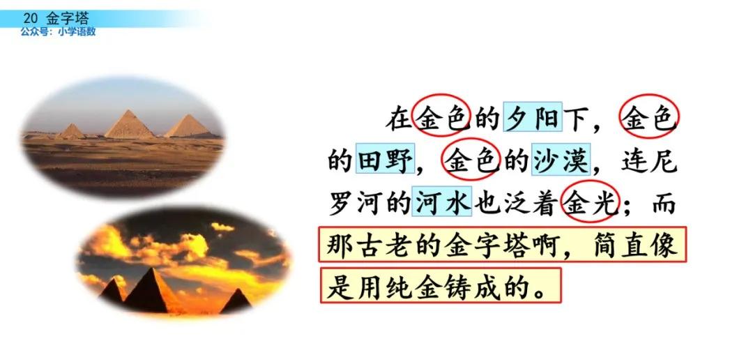 部编版五年级下册语文金字塔教案,语文书五年级下册第20课课后练习