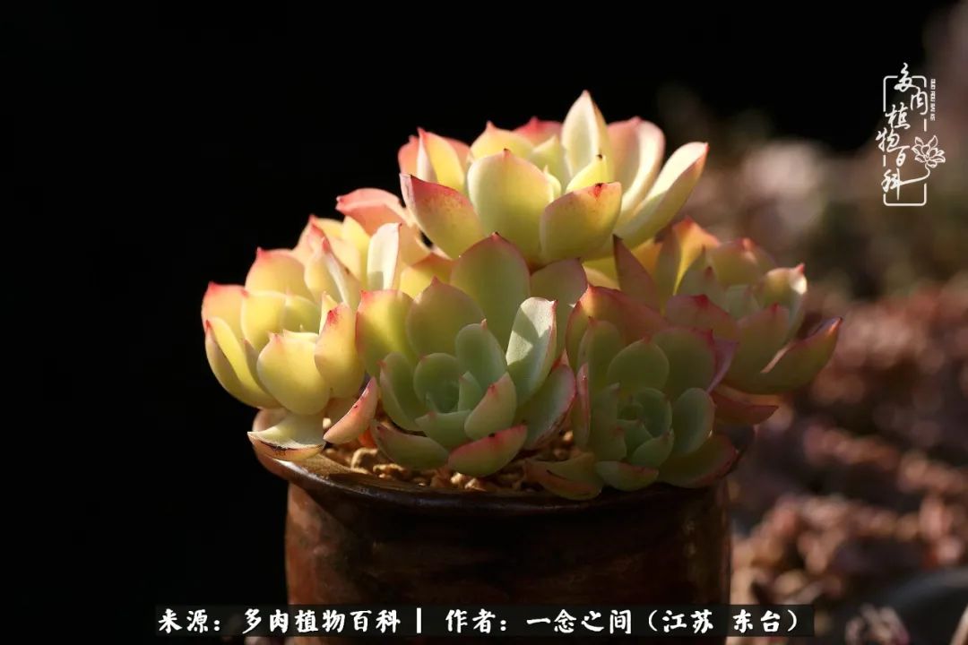 一见多肉误终生,一见多肉误终生从此入了养花坑