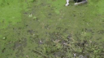 金毛搞笑表情图片伸手,金毛玩耍的动图搞笑