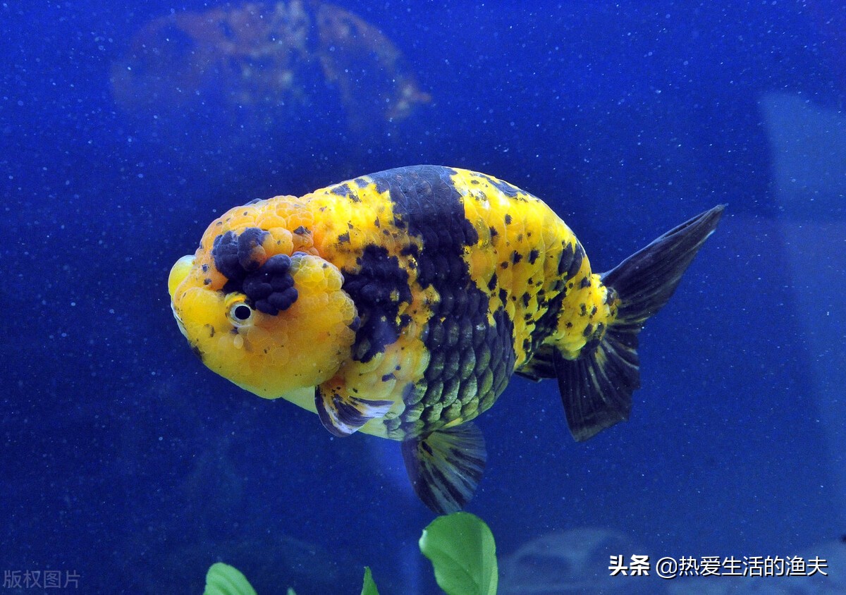 金鱼拉的细长的白线怎么办,金鱼拉得太多怎么办